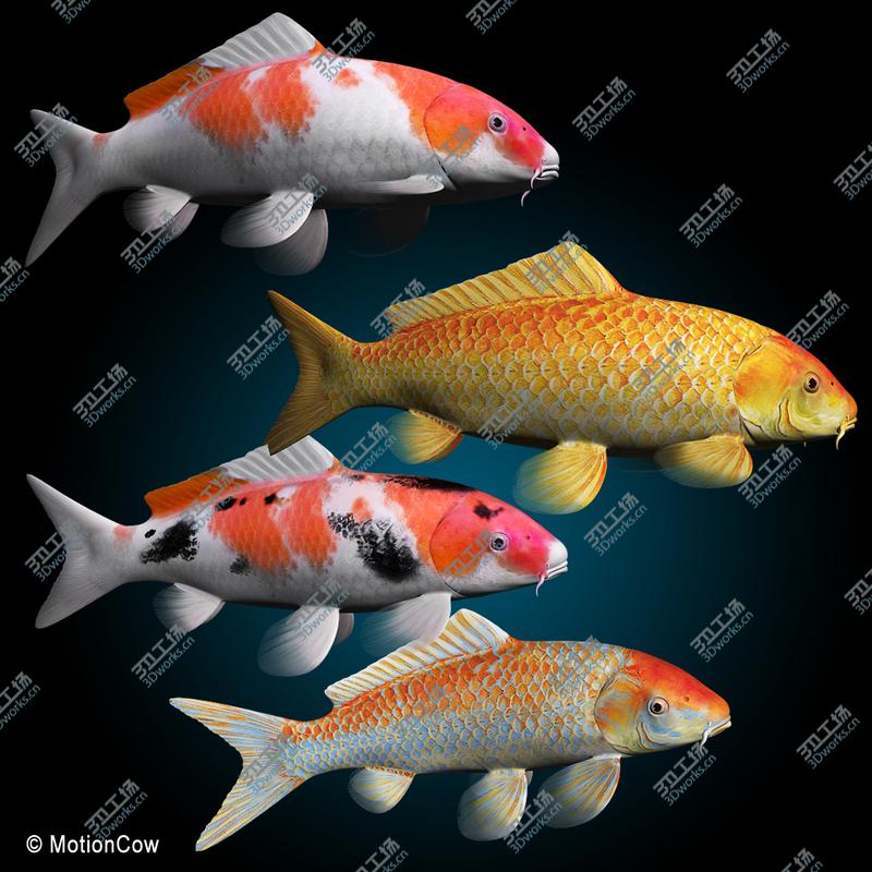 images/goods_img/20210113/Koi Fish/4.jpg